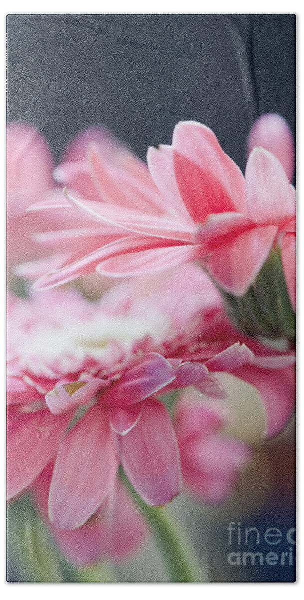 Photography Beach Towel featuring the photograph Pink Gerber Daisy - Awakening by Ivy Ho