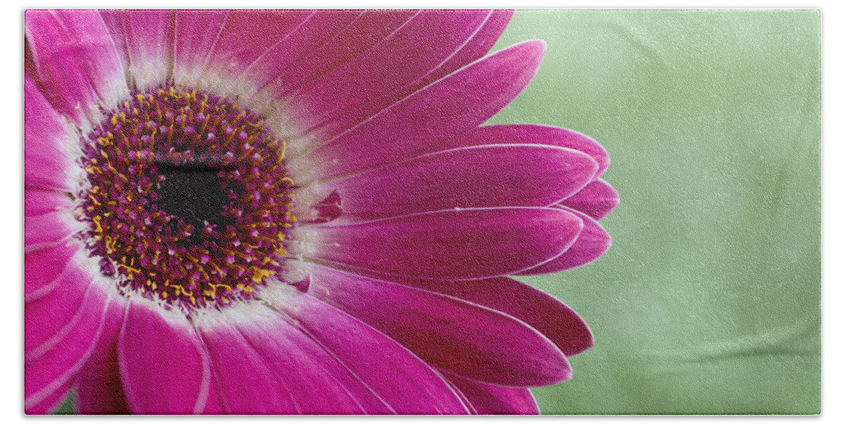 Asteraceae Beach Towel featuring the photograph Pink Gerbera by Christi Kraft