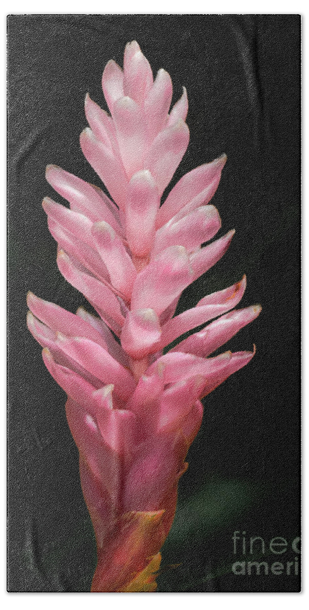 Pink Beach Towel featuring the photograph Pink Ginger by Al Andersen