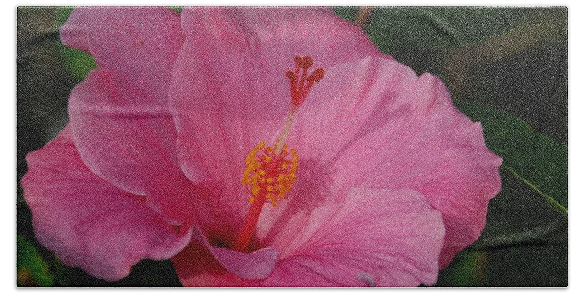 Flower Beach Sheet featuring the photograph Pink Hibiscus by Eric Tressler