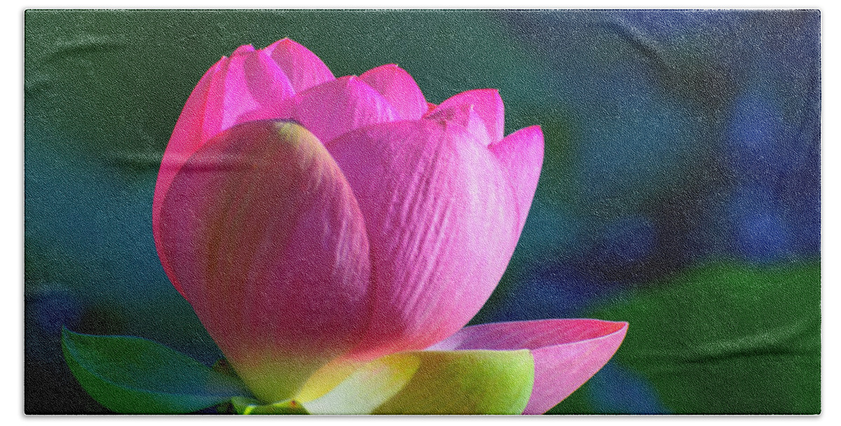 Water Lily Beach Towel featuring the photograph Pink lily by John Johnson