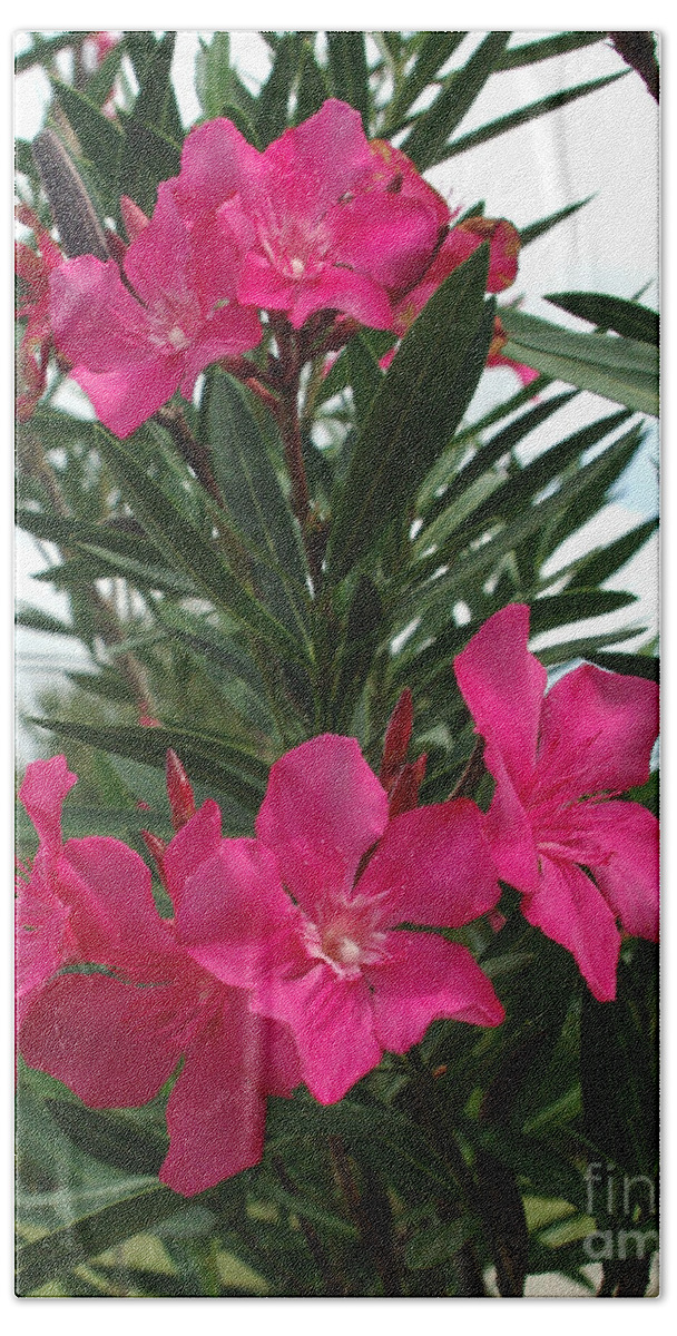 Pink Oleander Beach Sheet featuring the photograph Pink Oleander in Full bloom by Peter Piatt