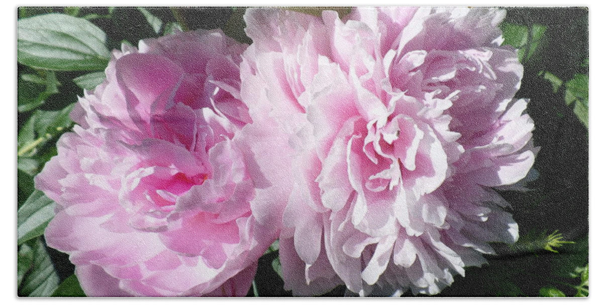 Pink Peonies 3 Beach Towel featuring the photograph Pink Peonies 3 by HEVi FineArt