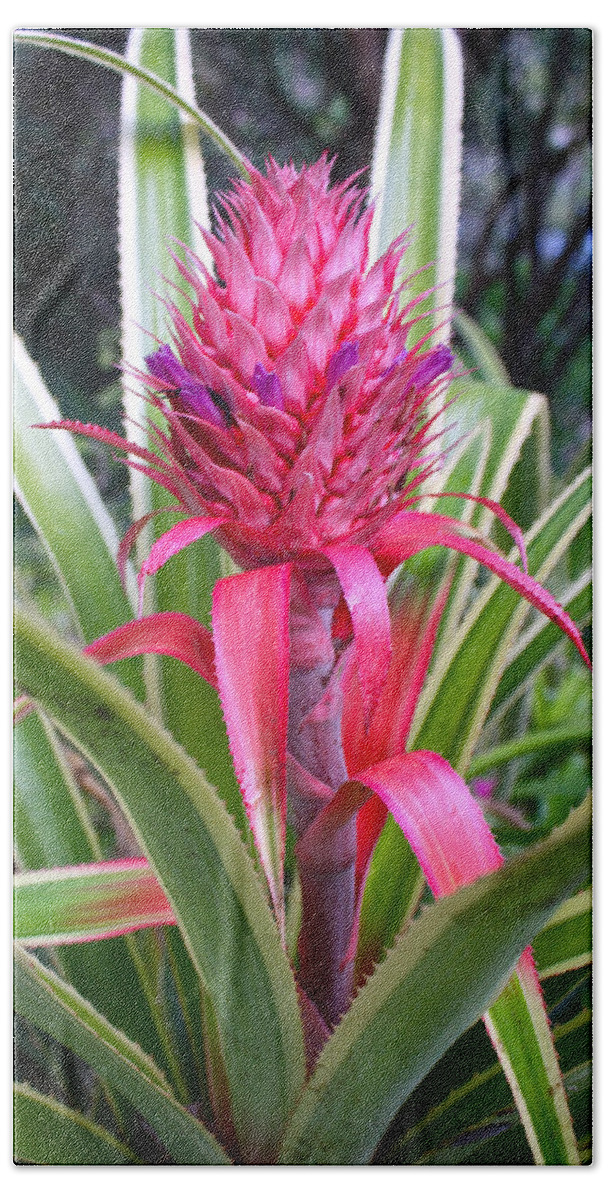  Bromeliaceae Beach Towel featuring the photograph Pink Pineapple Bromeliad by Venetia Featherstone-Witty