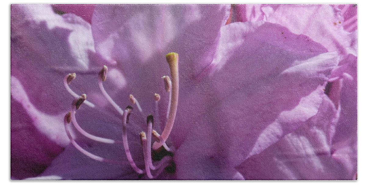 Rhododendron Beach Towel featuring the photograph Pink Rhododendron by Lynn Bolt