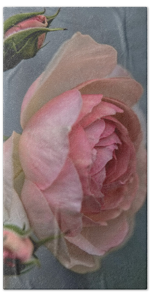 Rose Beach Sheet featuring the photograph Pink rose by Leif Sohlman