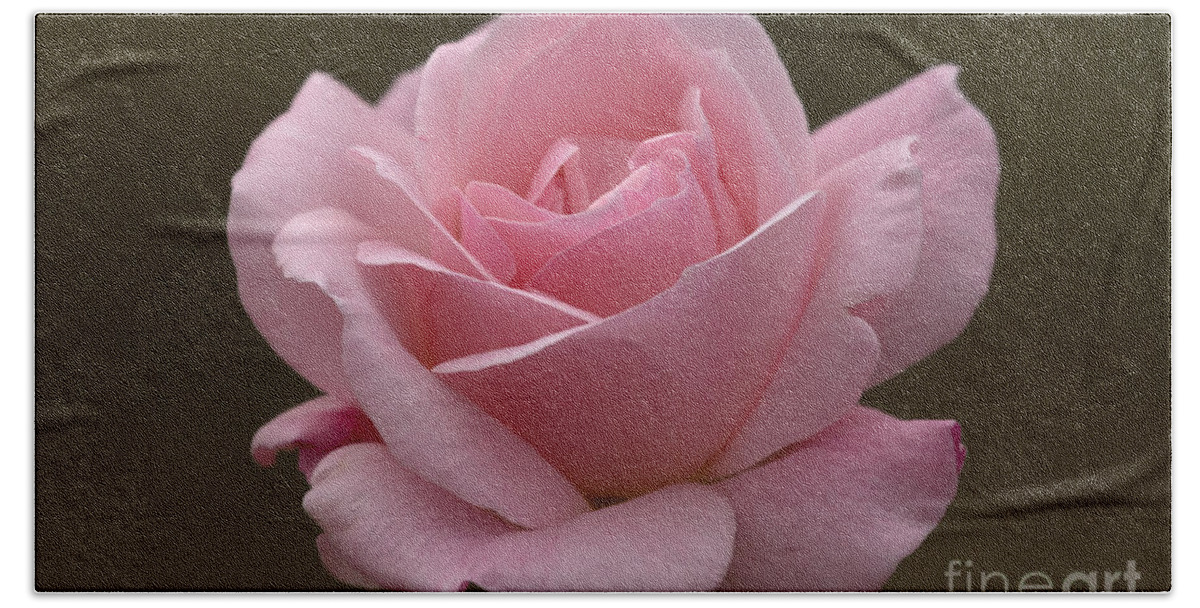 Rose Beach Sheet featuring the photograph Pink Rose by Meg Rousher