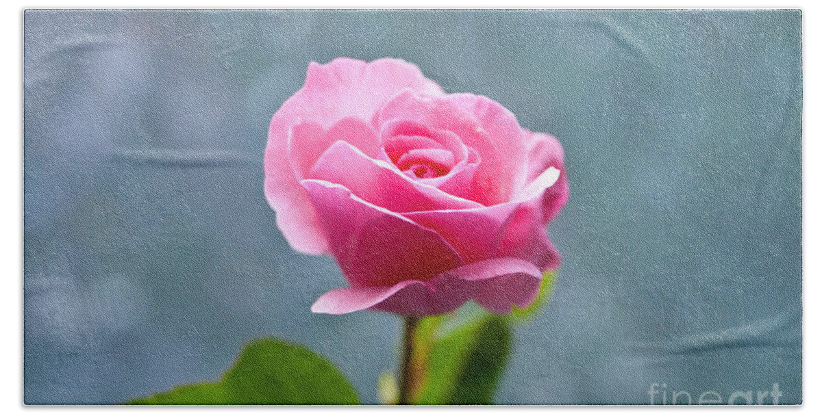 Pink Rose Beach Sheet featuring the photograph Pink Rose by Steven Dunn