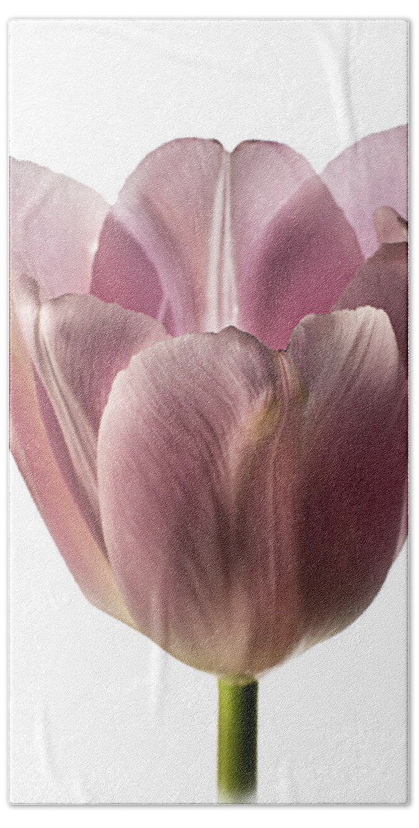 Flower Beach Towel featuring the photograph Pink Tulip 2 by Endre Balogh