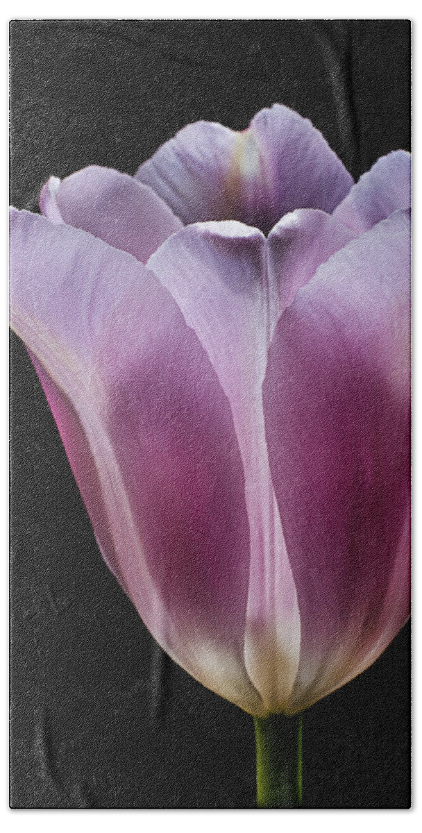 Flower Beach Towel featuring the photograph Pink Tulip by Endre Balogh