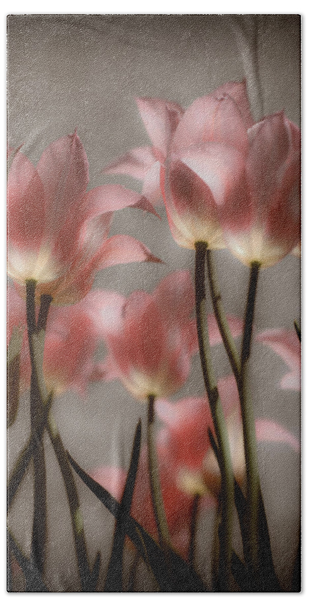 Tulips Beach Sheet featuring the photograph Pink Tulips Glow by Michelle Joseph-Long
