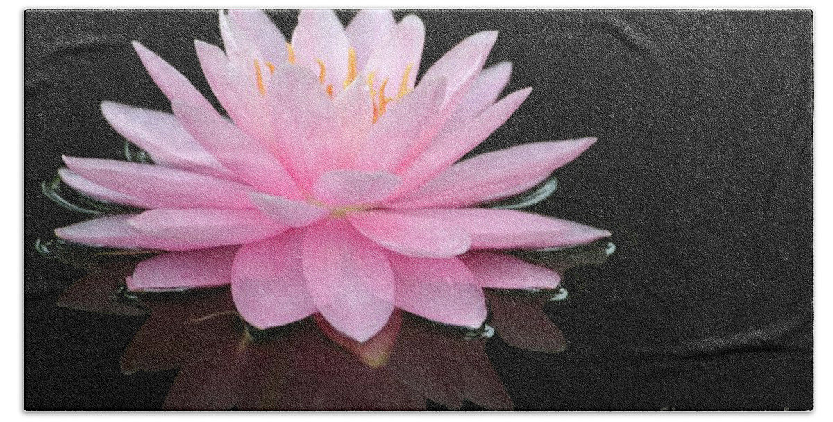 Pink Beach Towel featuring the photograph Pink Water Lily in a Dark Pond by Sabrina L Ryan