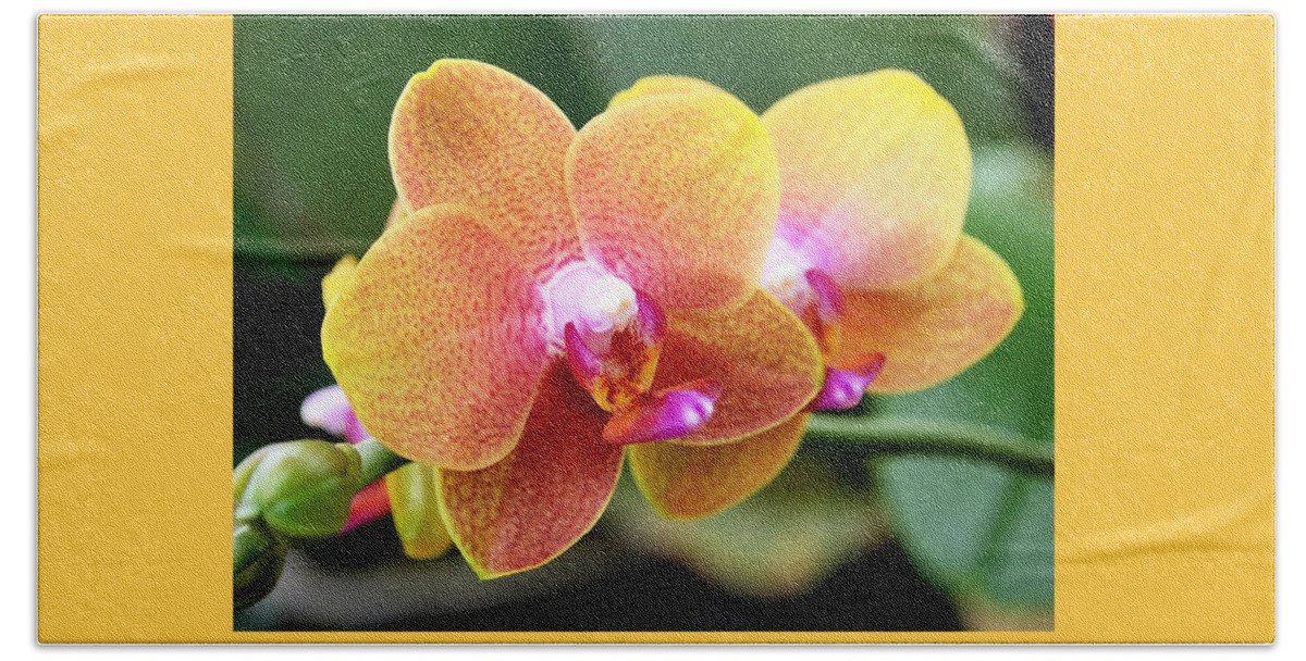 Orchid Beach Towel featuring the photograph Pink Yellow Orchid by Rona Black