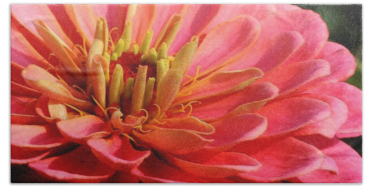 Flora Beach Towel featuring the photograph Pink Zinnia Touched by Mornings Light by Bruce Bley