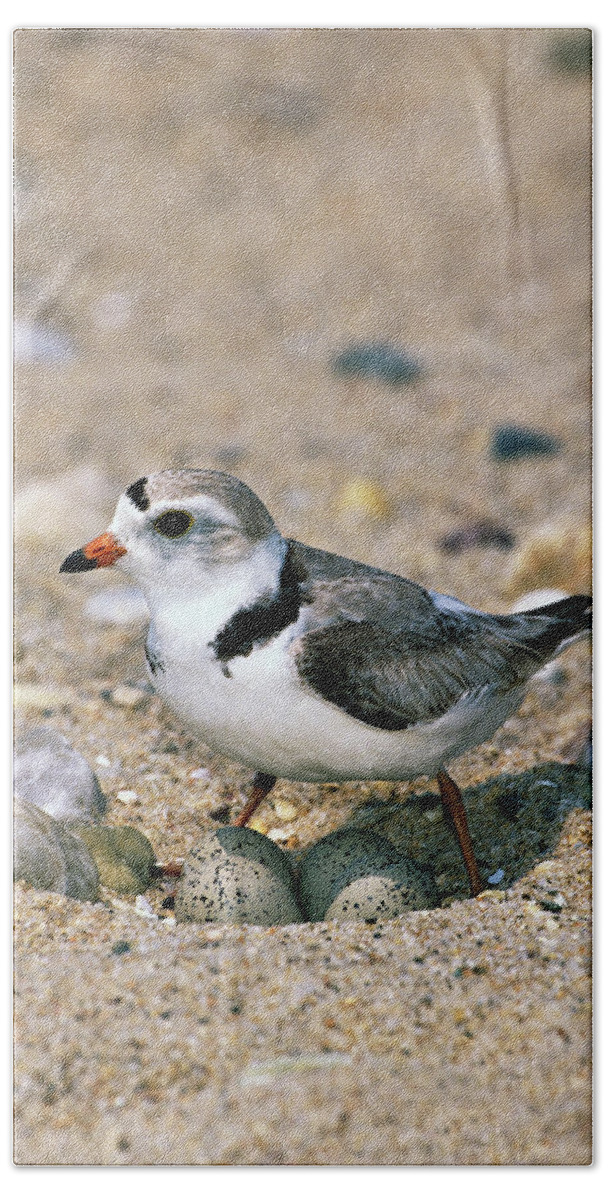 00220028 Beach Towel featuring the photograph Piping Plover Sitting on Eggs by Tom Vezo