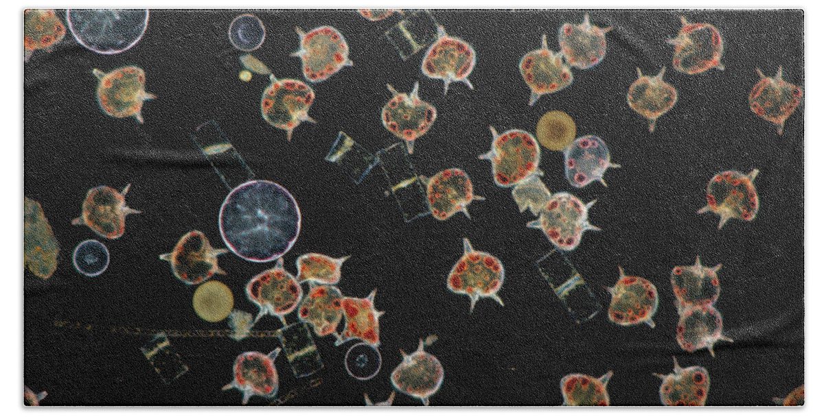 Flpa Beach Towel featuring the photograph Plankton Dinoflagellates And Diatoms X20 by D P Wilson