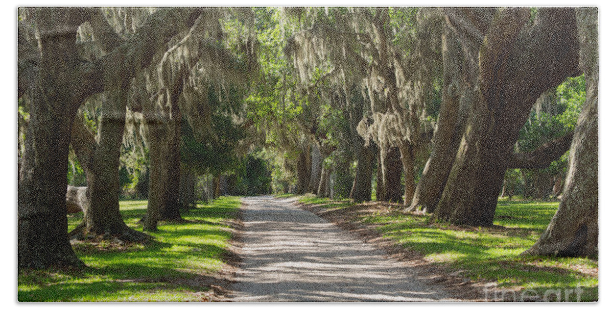 Spanish Moss Beach Towel featuring the photograph Plantation Road by Louise Heusinkveld