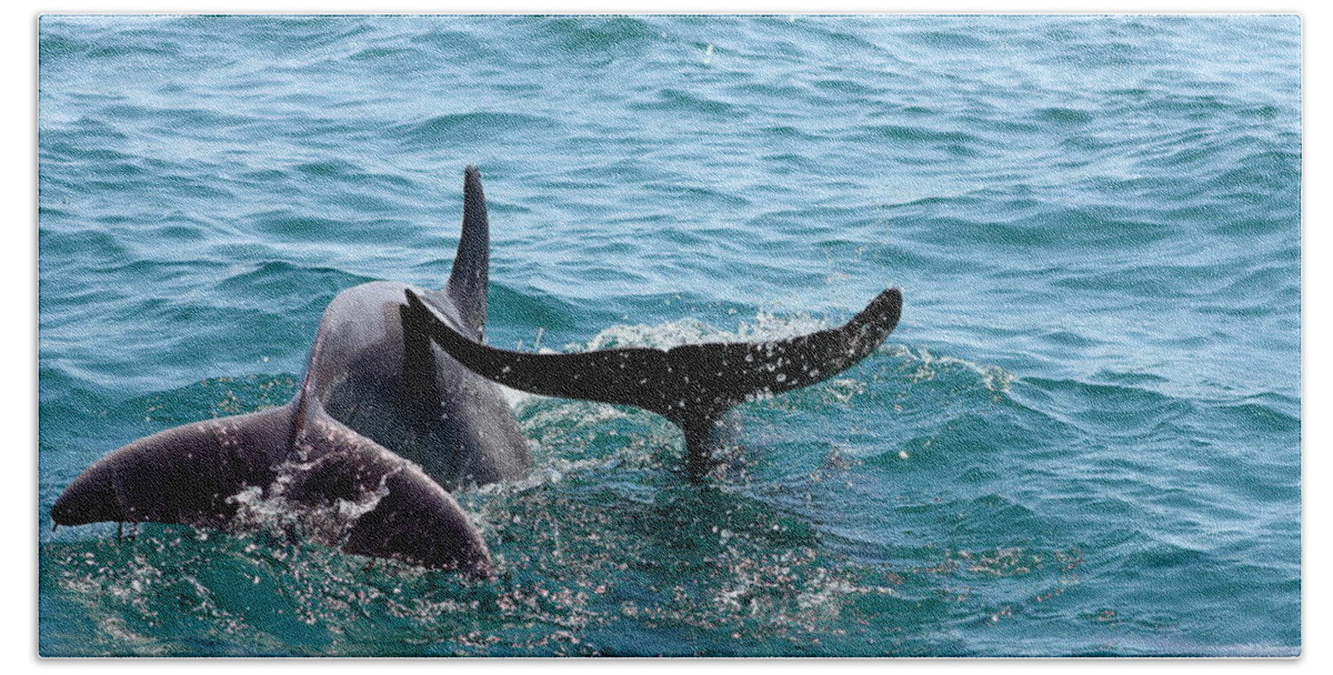 Dolphins Beach Towel featuring the photograph Play Time by Debra Forand