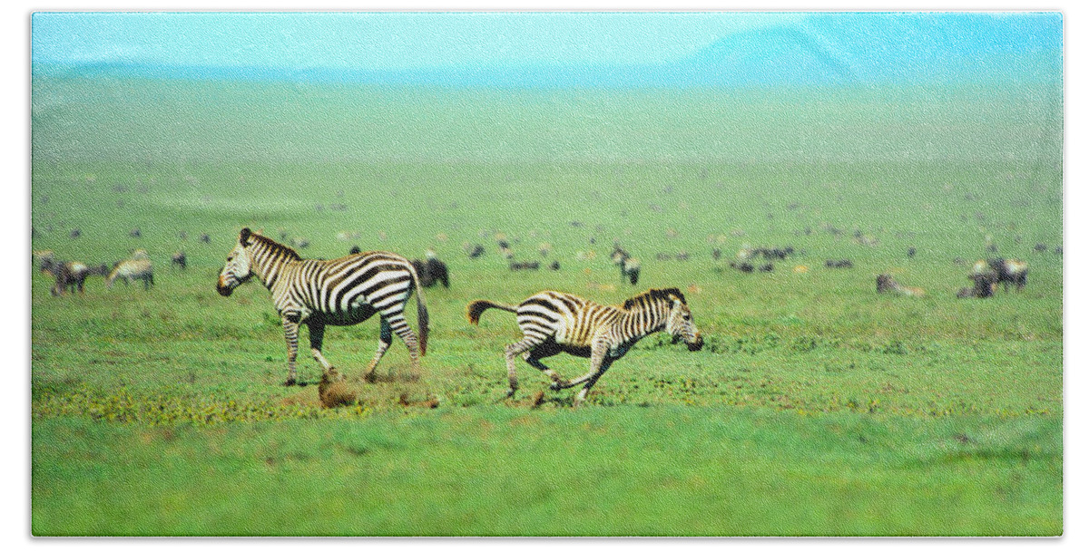 Africa Beach Towel featuring the photograph Playfull Zebras by Sebastian Musial