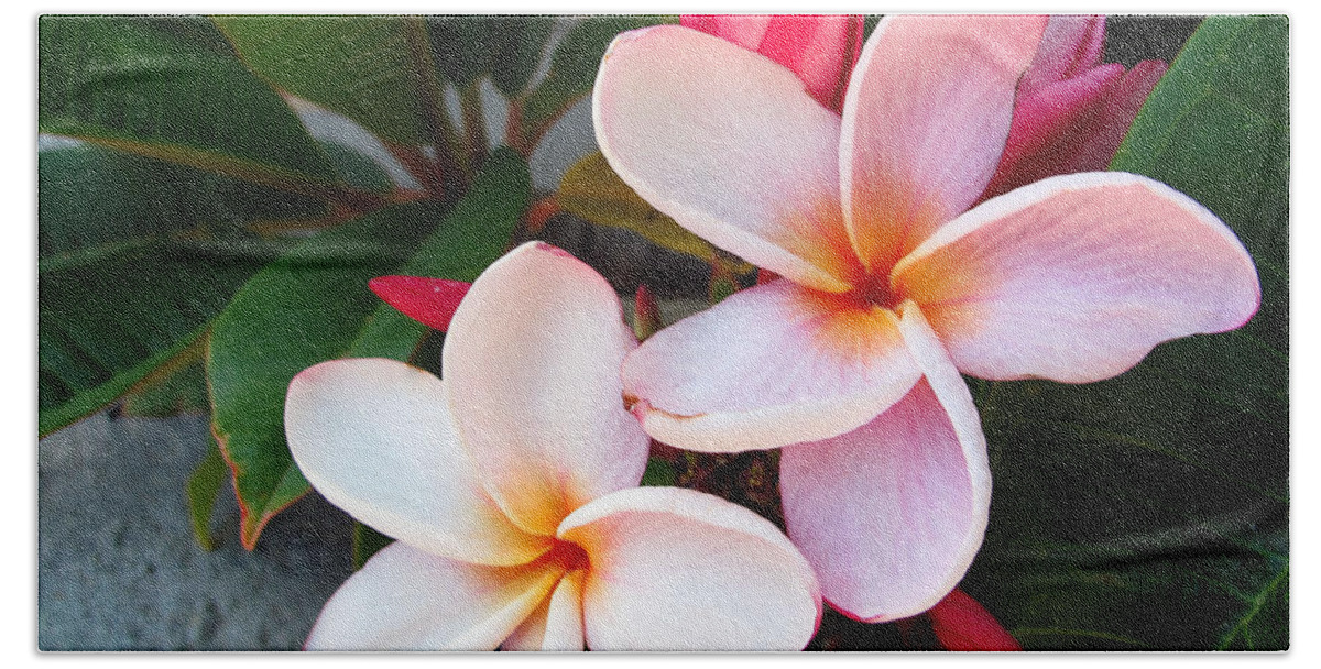 Flower Beach Sheet featuring the photograph Plumeria by Kelly Holm