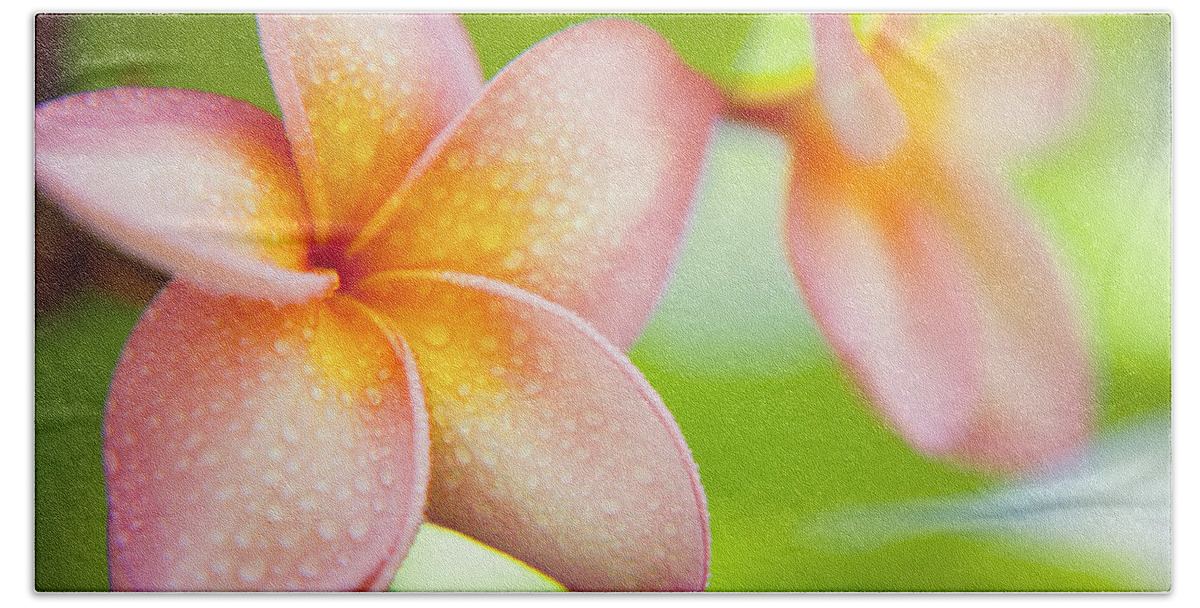 Turtle Bay Beach Towel featuring the photograph Plumeria pastels by Sean Davey