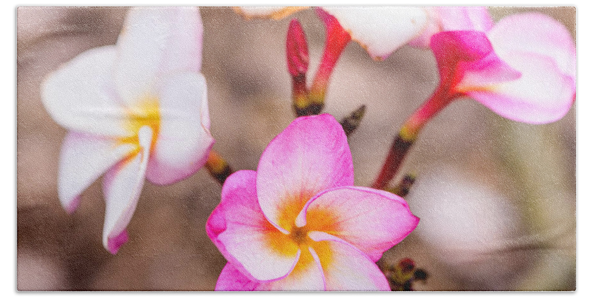 Flowers Beach Towel featuring the photograph Plumerias of Paradise 11 by Jason Chu