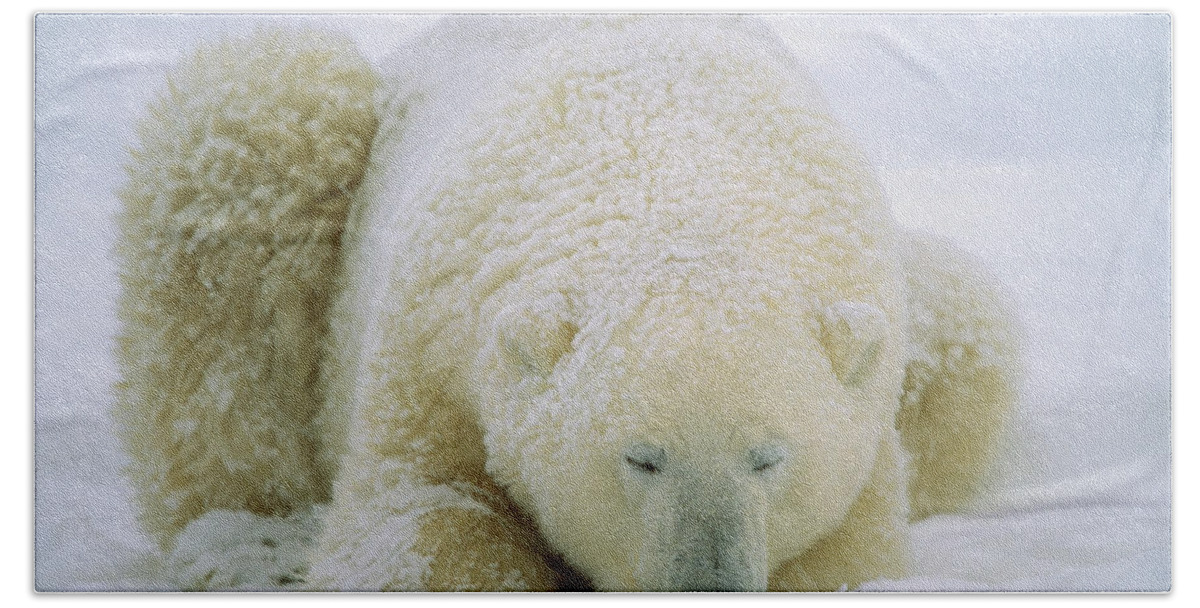 Feb0514 Beach Towel featuring the photograph Polar Bear Sleeping In The Snow Hudson by Konrad Wothe
