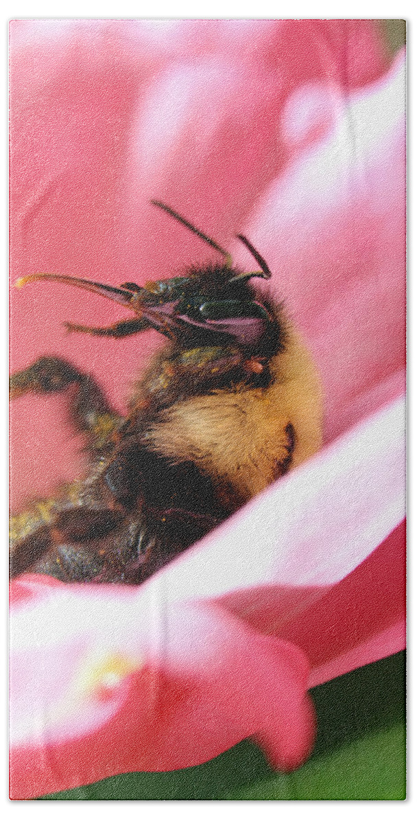 Insects Beach Towel featuring the photograph 'Pollen High' by Jennifer Robin
