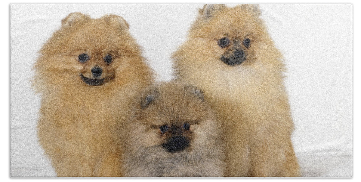 Dog Beach Towel featuring the photograph Pomeranians by John Daniels