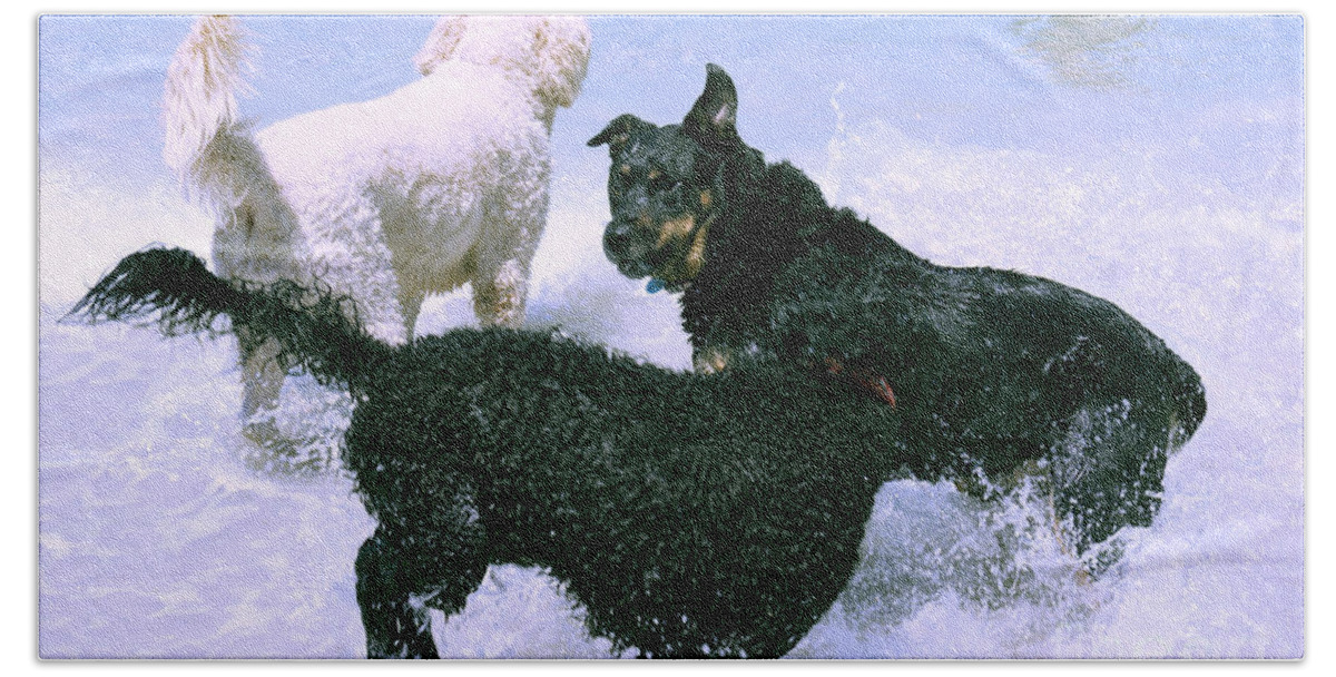 Poodle Beach Sheet featuring the photograph Pooch Play by Cassandra Buckley