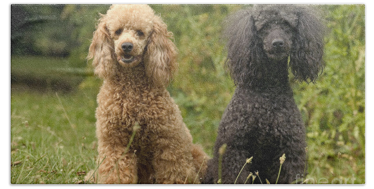 Poodle Beach Towel featuring the photograph Poodle Dogs by Jean-Michel Labat