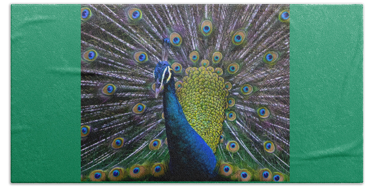 Pavo Beach Towel featuring the photograph Portrait of a Peacock by Venetia Featherstone-Witty