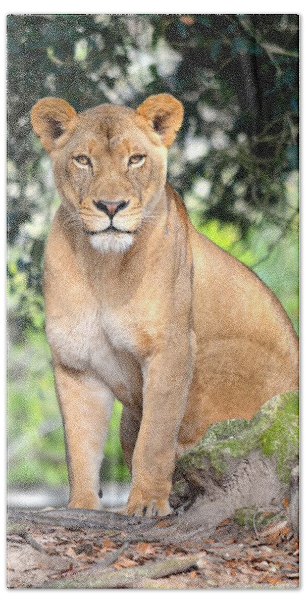 Jacksonville Beach Sheet featuring the photograph Portrait of a Proud Lioness by Richard Bryce and Family