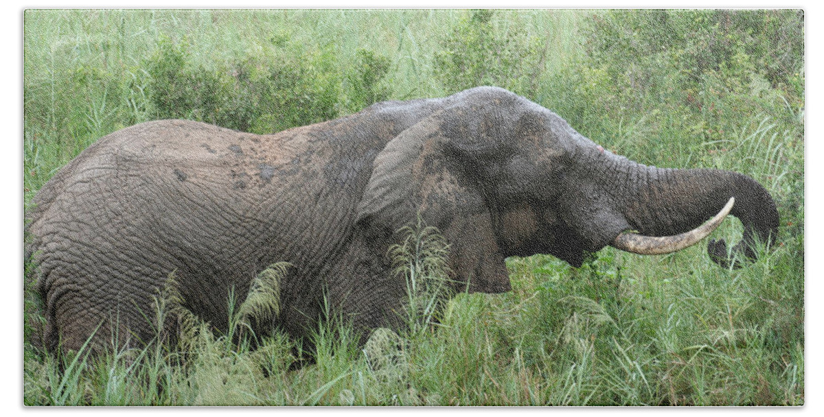 Elephant Beach Towel featuring the photograph Post Mud Bath Appetite by Suanne Forster