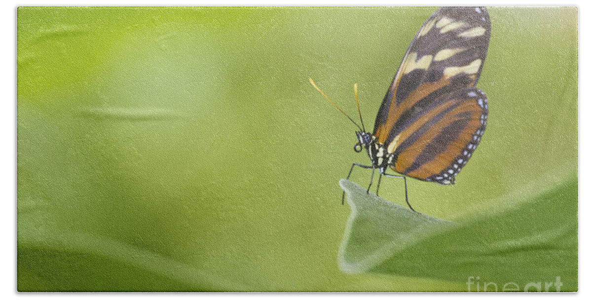 Butterfly Beach Towel featuring the photograph Postman on a Leaf by Bryan Keil