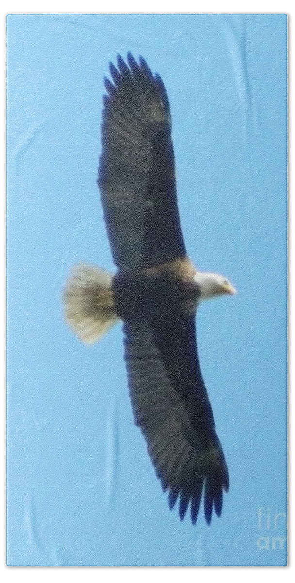Eagle Beach Towel featuring the photograph Powerful Elegance by Gallery Of Hope 