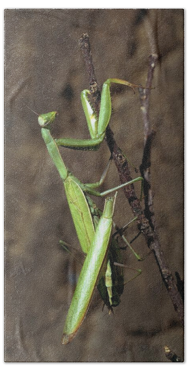 Animal Beach Towel featuring the photograph Praying Mantises Mating by Perennou Nuridsany
