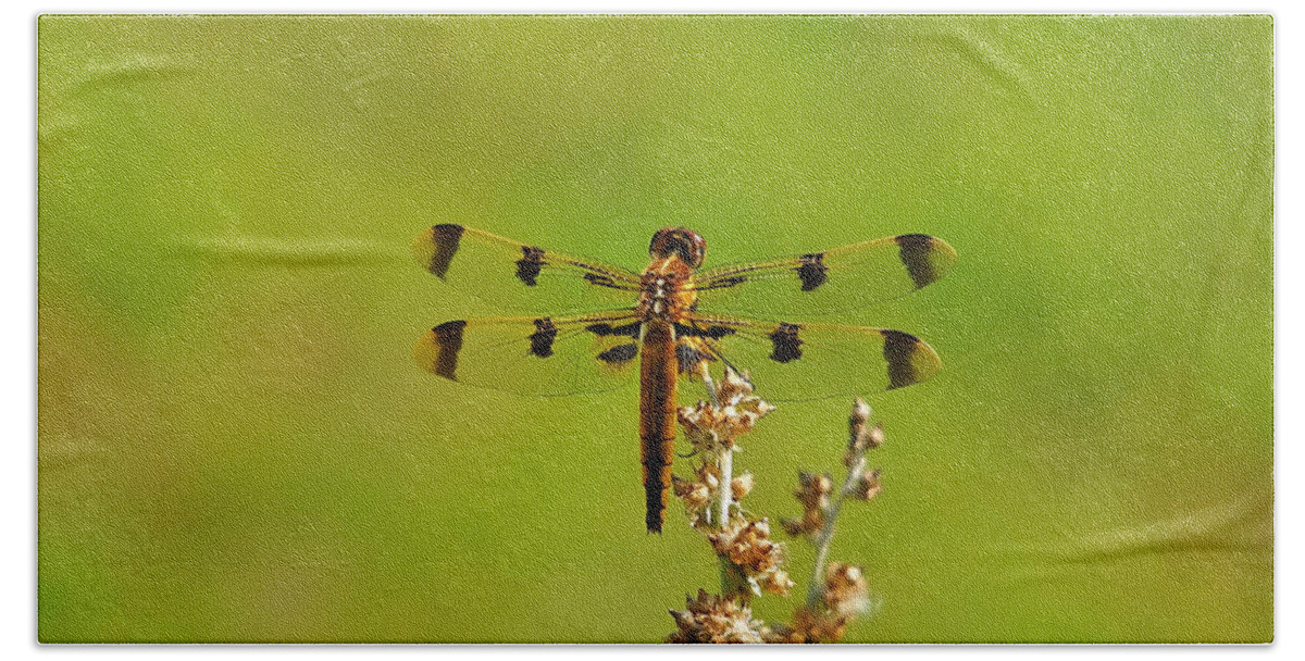 Dragonfly Beach Towel featuring the photograph Pretty Painted by Al Powell Photography USA