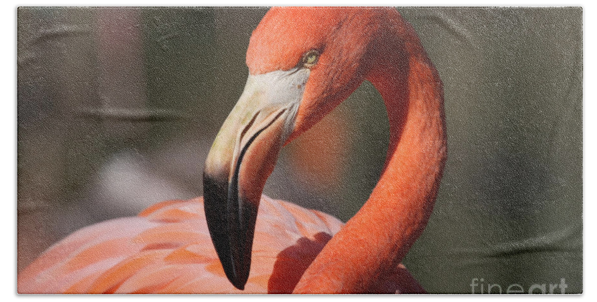 Flamingo Beach Towel featuring the photograph Pretty Pose by Jayne Carney