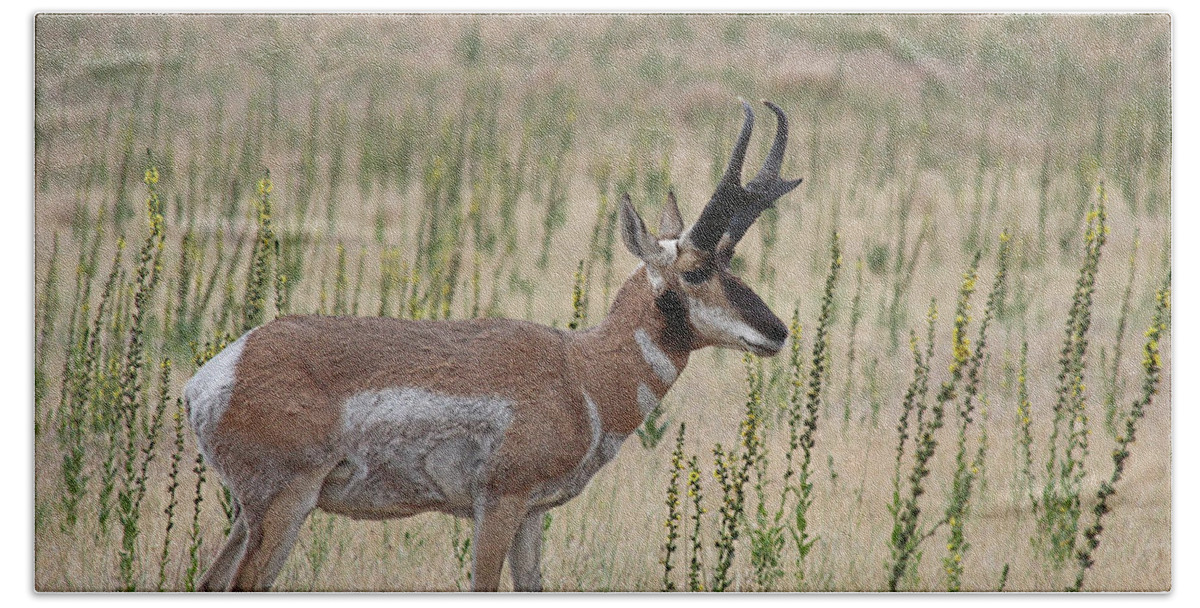 Pronghorn Profile Beach Towel featuring the photograph Pronghorn Profile by Jemmy Archer