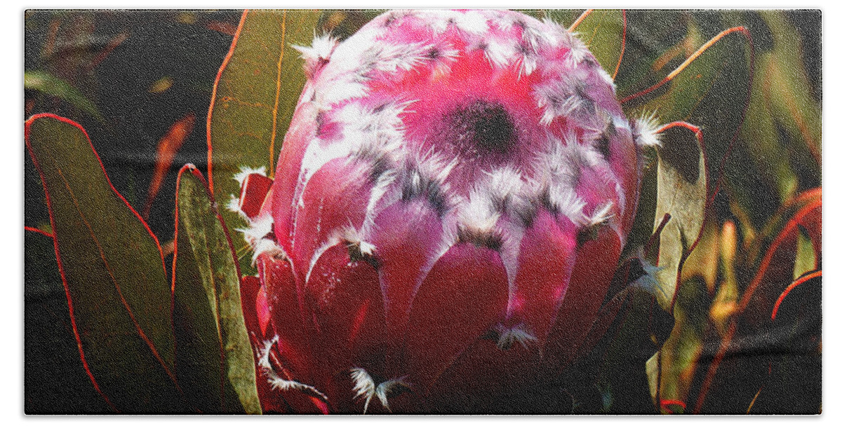 Protea Beach Towel featuring the photograph Protea Flower 7 by Xueling Zou