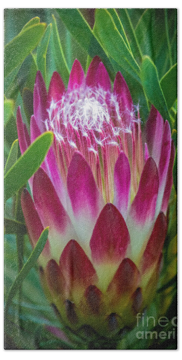 Botanical Garden Beach Sheet featuring the photograph Protea in Pink by Kate Brown