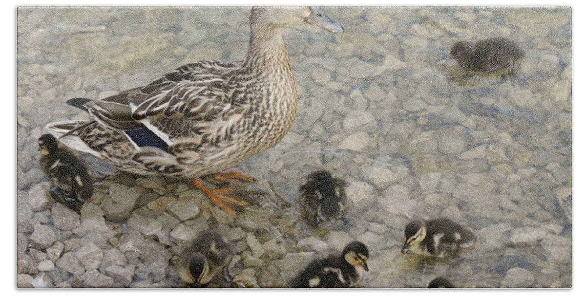 Duck Beach Towel featuring the photograph Proud Mother by David Birchall