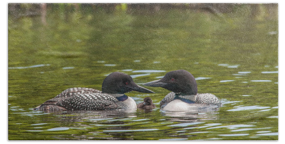 Common Loon Beach Towel featuring the photograph Proud Parents by Brenda Jacobs