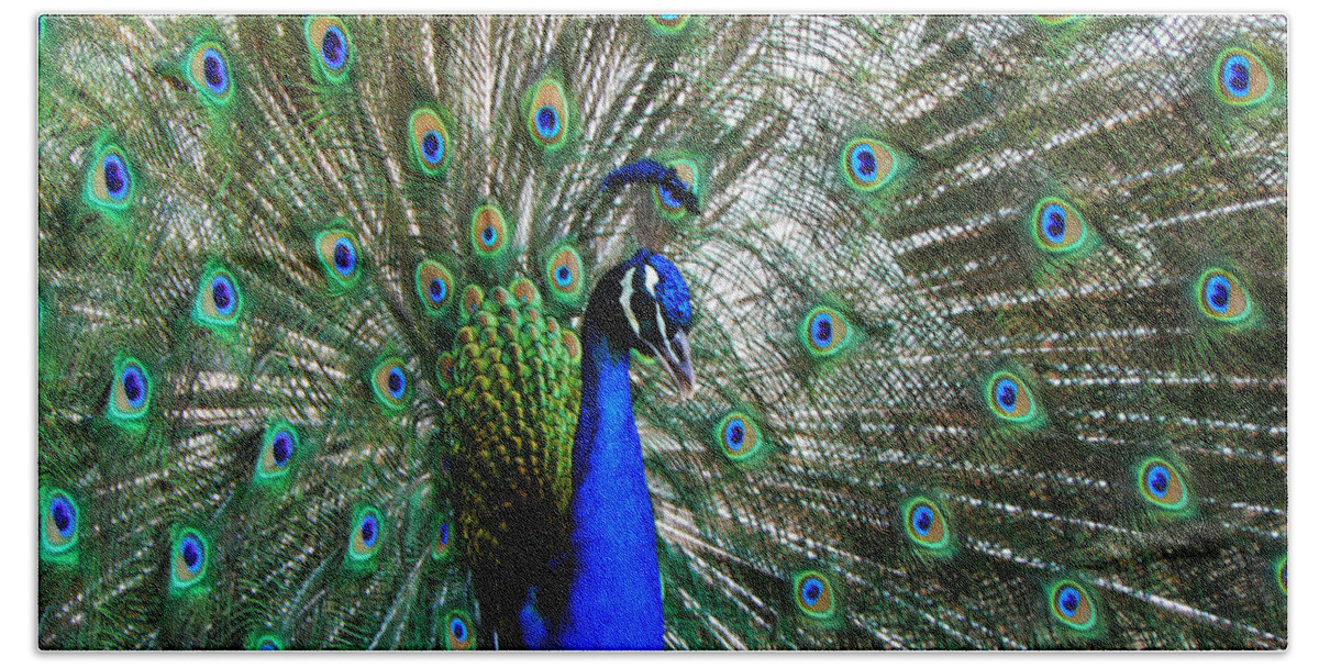 Peacock Beach Sheet featuring the photograph Proud Peacock by Laurel Powell