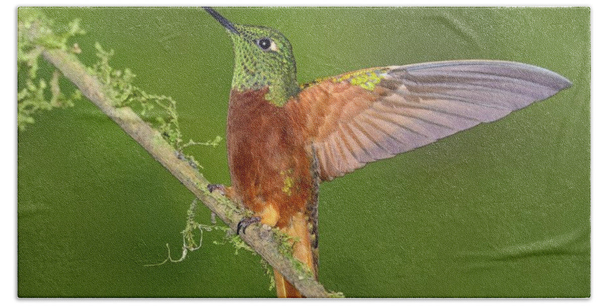 Chestnut-breasted Coronet Beach Towel featuring the photograph Proud by Tony Beck