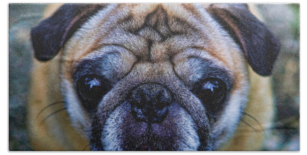 Interior Decoration Beach Towel featuring the photograph Pug - Man's Best Friend by Lee Dos Santos
