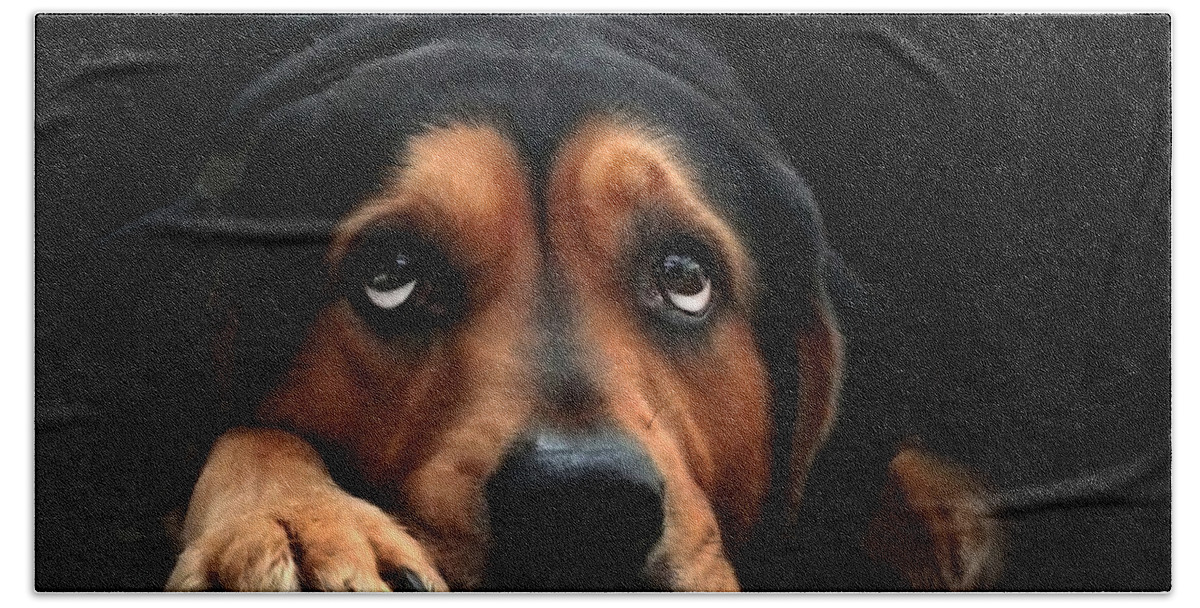 Dog Beach Towel featuring the mixed media Puppy Dog Eyes by Christina Rollo