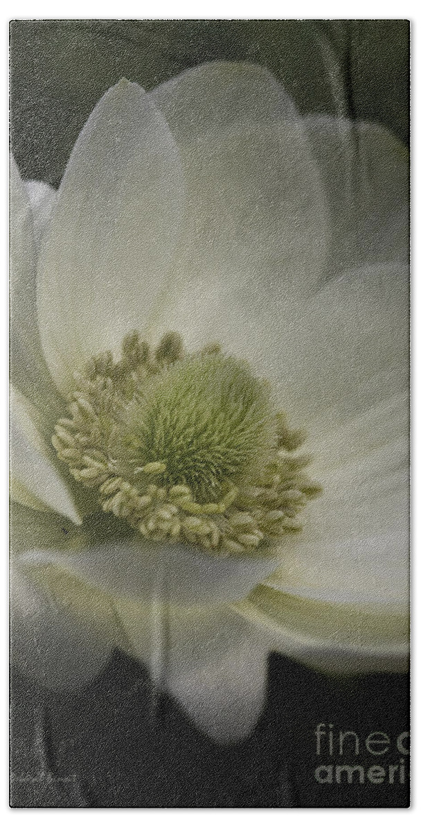 Flower Beach Towel featuring the photograph Pureness In White by Deborah Benoit