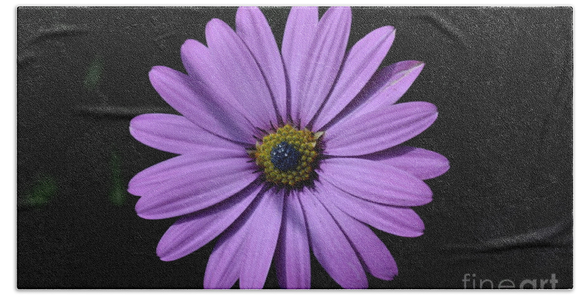 Purple Beach Towel featuring the photograph Purple African Daisy by Scott Lyons